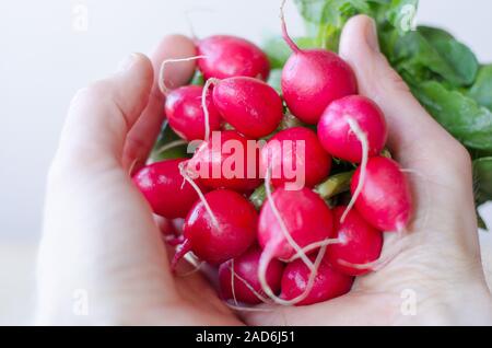 Red radishes held in hand Stock Photo