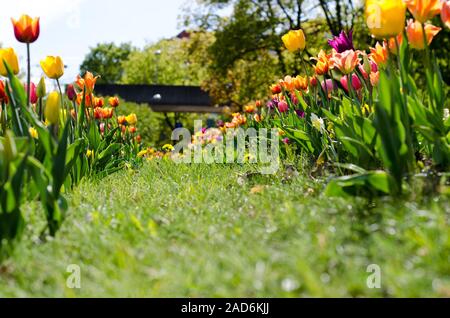 Tulips in several rows on a grassfield in a park Stock Photo