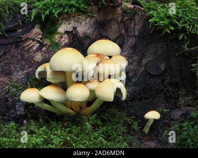 Sulphur tuft, Hypholoma fasciculare, Stock Photo