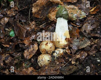 Common stinkhorn and witch's eggs Stock Photo