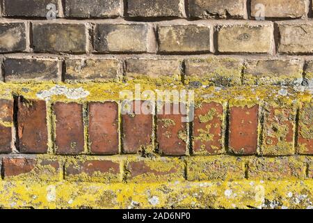 Wall made of yellow-red bricks with lichens Stock Photo