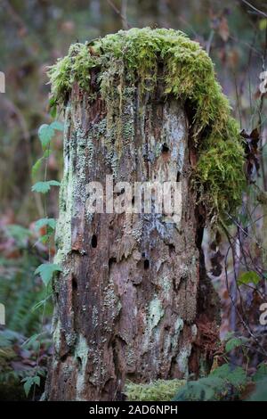 A tree stump in a forest in Oregon that is covered with moss, lichen, vines and other greenery. Stock Photo