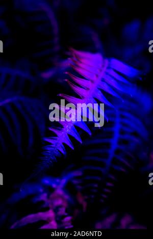 Beautiful dark background of tropical leaf. Stock Photo