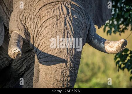 Close up of the tusks of an old Elephant bull. Stock Photo