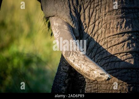 Close up of the tusks of an old Elephant bull. Stock Photo