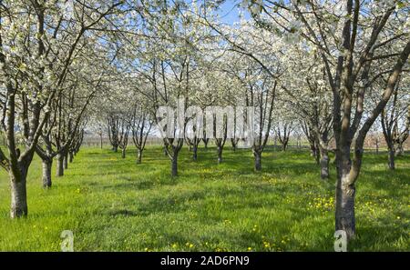 Flowering cherry trees (Prunus avium) Stock Photo