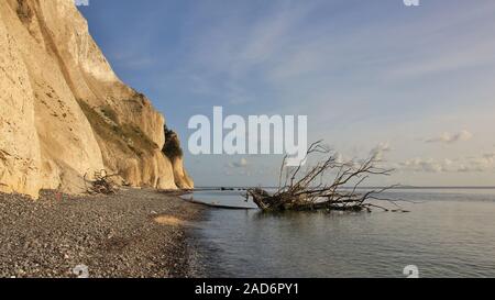 Death tree fallen of Moens Klint, limestone cliff in Denmark. Stock Photo