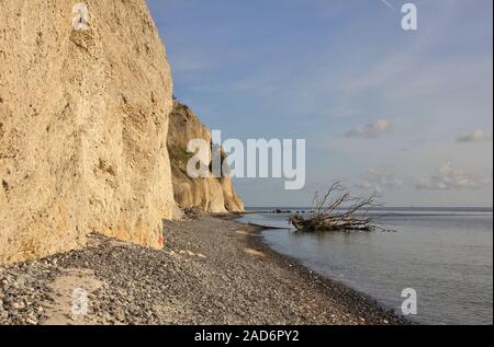 Moens Klint and death tree fallen of the cliff into the sea. Stock Photo