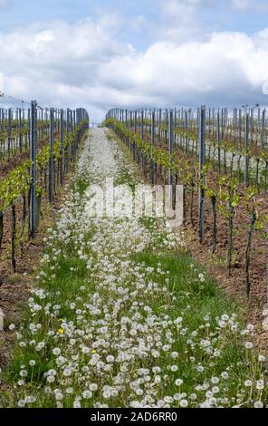 Dandelion (Taraxacum officinale) among vines Stock Photo