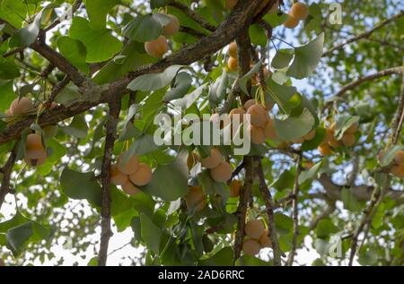 Fruits of the Ginkgo tree (Ginkgo biloba) Stock Photo
