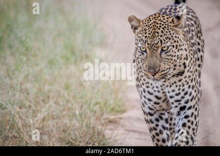 Leopard walking towards the camera. Stock Photo