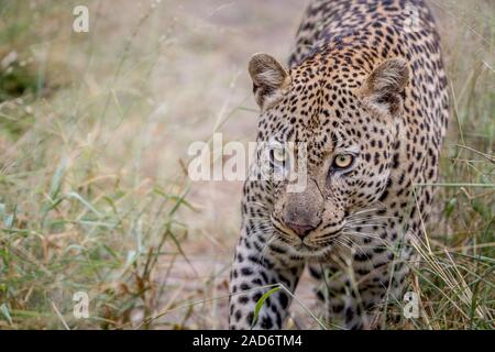 Leopard walking towards the camera. Stock Photo