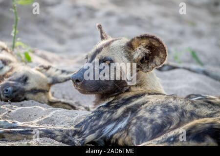African wild dog laying in the sand. Stock Photo