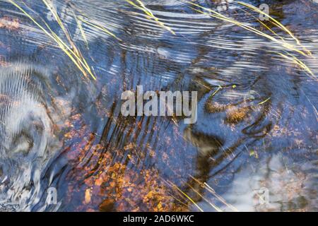 Reflections in a brook, Lapland, Sweden Stock Photo