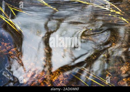Reflections in a brook, Lapland, Sweden Stock Photo