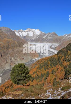 Golden larch forest and Aletsch glacier, longest glacier of the Alps. Stock Photo