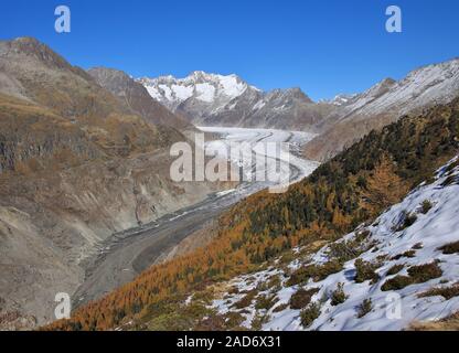 Autumn scene in Switzerland. Golden larch forest, Aletsch glacier and mountains. Stock Photo