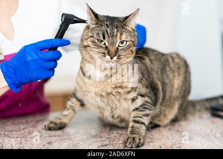 young beautiful girl a veterinarian examines a cat's ears with an otoscope. Cat is not happy. Stock Photo
