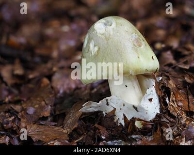 Death cap, Amanita phalloides Stock Photo