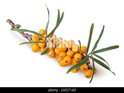 Branch with sea buckthorn berries and leaves Stock Photo