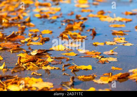 Many yellow autumn leaves on water surface of puddle Stock Photo