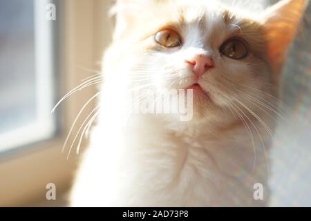 Funny ginger white kitten, close up face. Stock Photo