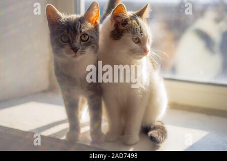 Two cute kittens on the sunny windowsill. Stock Photo