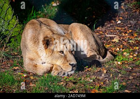Lioness laying on the ground enjoying the sun Stock Photo