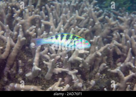 An adult sixbar wrasse, Thalassoma hardwicke, reaches 8 inches in length, Yap, Micronesia. Stock Photo
