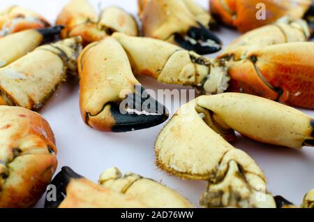 Coocked Brown Atlantic Crab claws isolated on white. Shallow depth of view. Stock Photo