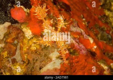 This juvenile ornate ghost pipefish, also known as a harlequin ghost pipefish, Solenostomus paradoxus, has two tiny brittlestar hitchhikers wrapped ar Stock Photo