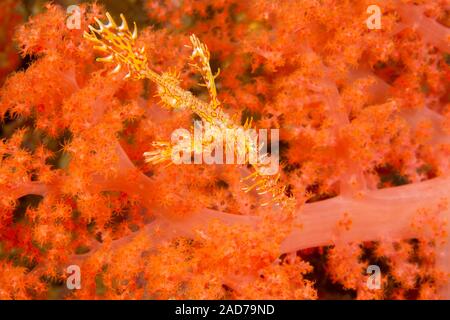 This juvenile ornate ghost pipefish, also known as a harlequin ghost pipefish, Solenostomus paradoxus, has two tiny brittlestar hitchhikers wrapped ar Stock Photo