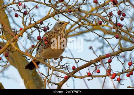 Juniper Thrush Stock Photo