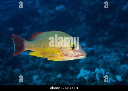 The blacktail snapper, Lutjanus fulvus, reach 13 inches in length and feed mostly on small fish and crabs.  Hawaii. Stock Photo