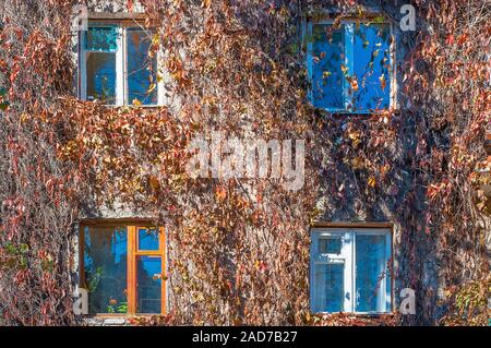 Facade of the house is braided with wild grapes Stock Photo