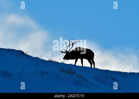 A silhouette image of a large bull elk (Cervus elaphus), walking on a ridge in late evening light in rural Alberta Canada Stock Photo