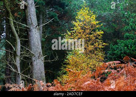 Young Silver Birch tree in a clearing of Daresbury Firs, Warrington, against a backdrop of fir trees and groundcover of golden ferns