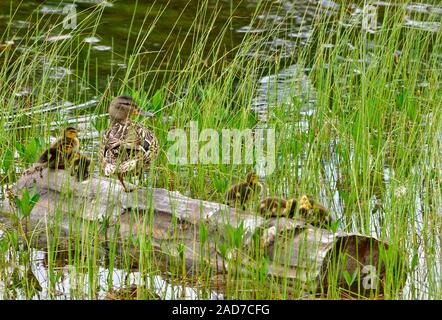 A mother mallard duck 'Anas platyrhynchos', with her brood of new ducklings resting on a sunken log in the tall grasses of Maxwell Lake in Hinton Albe Stock Photo