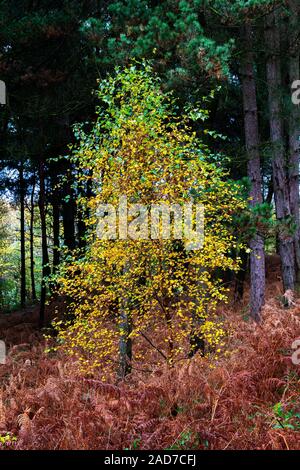 Young Silver Birch tree in a clearing of Daresbury Firs, Warrington, against a backdrop of fir trees and groundcover of golden ferns Stock Photo
