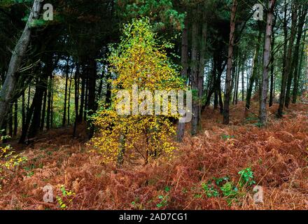 Young Silver Birch tree in a clearing of Daresbury Firs, Warrington, against a backdrop of fir trees and groundcover of golden ferns Stock Photo