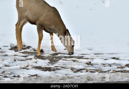 A female mule deer ' Odocoileus hemionus'. drinking some melt water along the side of a road in rural Alberta Canada