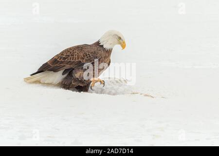 A Bald Eagle picks at a White-tailed Deer carcass in winter. Stock Photo