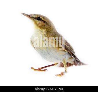 willow warbler (willow wren, Phylloscopus trochilus), on white background Stock Photo