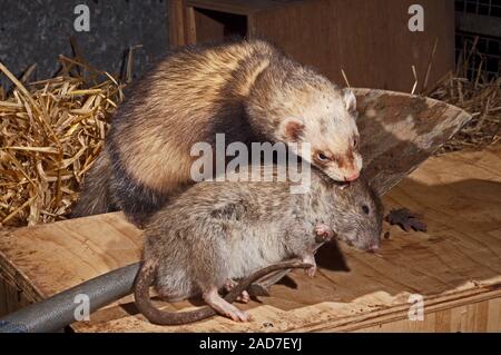 POLECAT FERRET Mustela putorius furo with dead Brown Rat (Rattus norvegicus) prey. UK Stock Photo