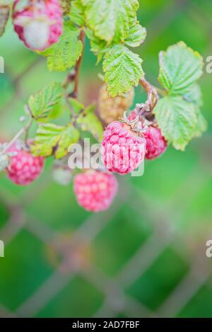 Raspberries on a branch, blurred background Stock Photo - Alamy
