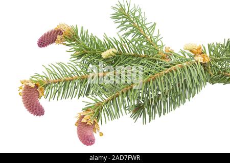 Young fir cones on white background Stock Photo