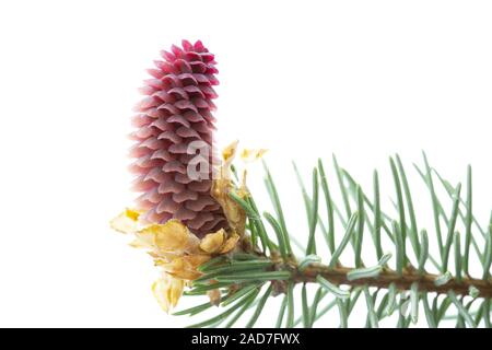 Young fir cone on white background Stock Photo