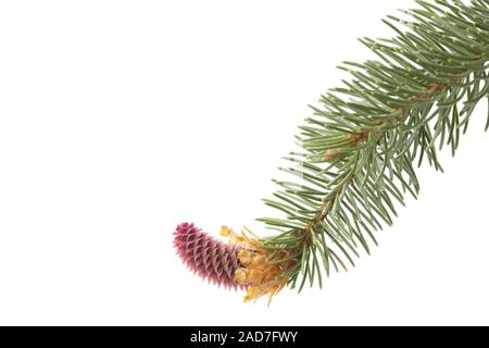 Young fir cone on white background Stock Photo