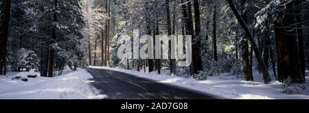 Empty road across snow-covered forest in Yosemite National Park, California, USA Stock Photo