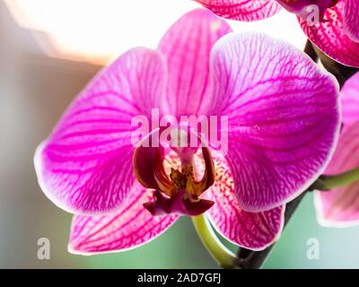 orchid highlighted with the light of the sun at sunset - very shallow depth of field - focus on a floral post Stock Photo